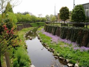 画像：写真：仙川の河床に咲く花（拡大画像へのリンク）