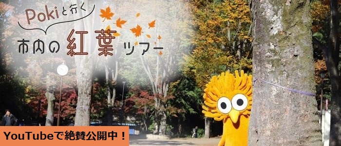 Pokiと行く 市内の紅葉ツアー