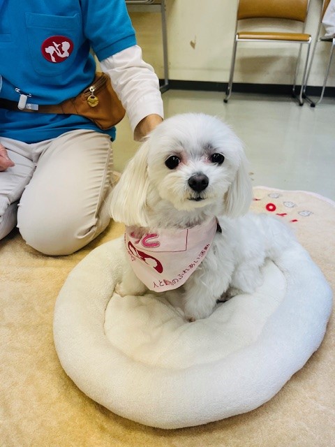 画像：読書犬
