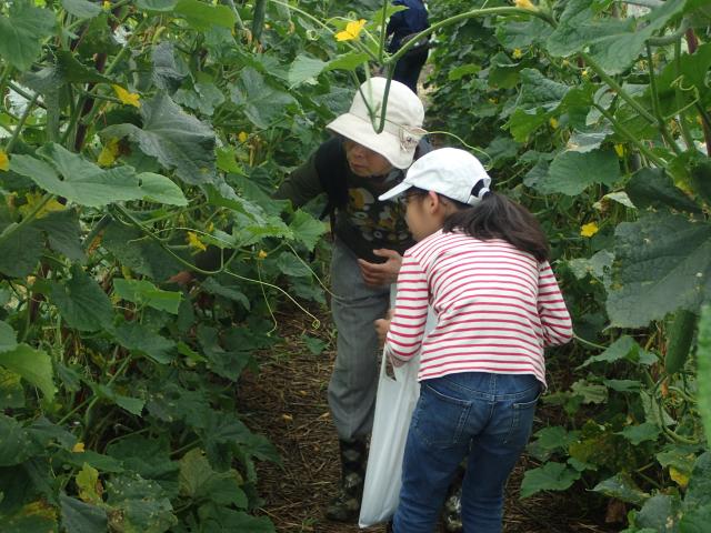 画像：夏野菜の収穫体験の写真