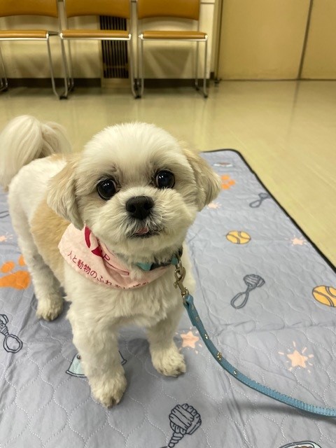 画像：読書犬がお待ちしています