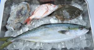 画像：鮮魚タッチで使用する魚の写真（拡大画像へのリンク）