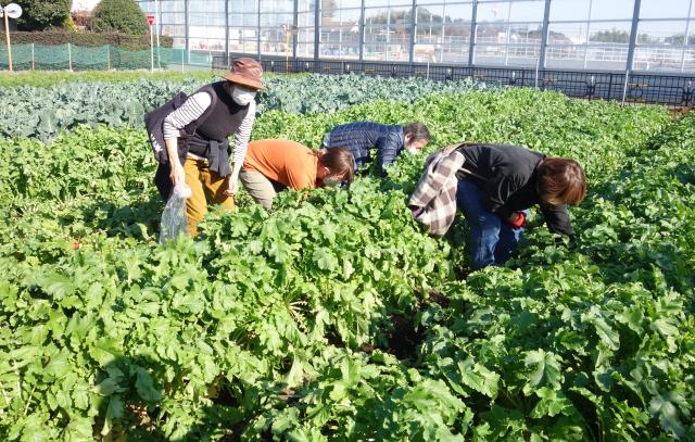 画像：収穫体験をしている写真