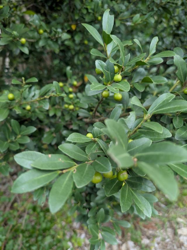 画像：緑色のイヌツゲの葉や実がなっている写真