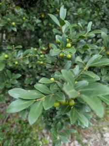 画像:緑色のイヌツゲの葉や実がなっている写真(拡大画像へのリンク)