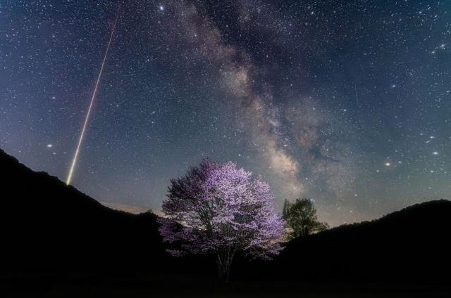 画像：夜空の星と木と花が満開の写真