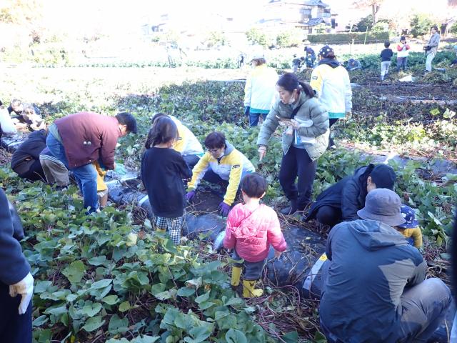 画像：親子収穫体験の様子1