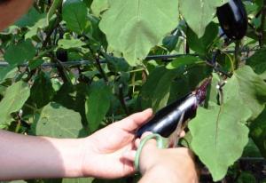 画像：写真・体験農園の様子（拡大画像へのリンク）