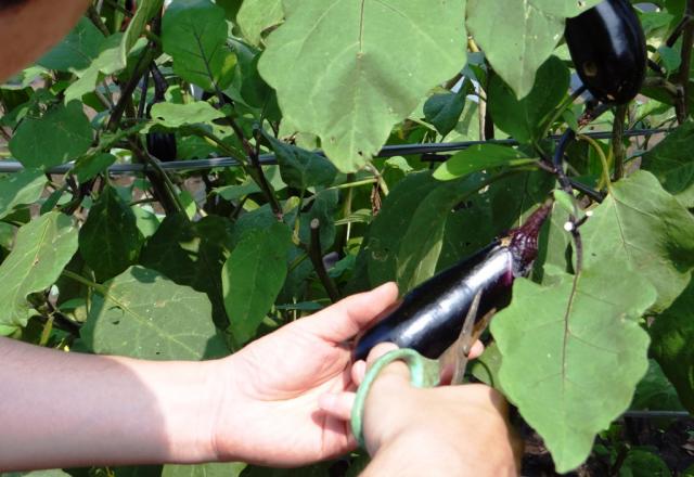 画像：写真・体験農園の様子