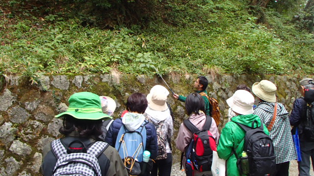 画像：植物観察会の様子の写真