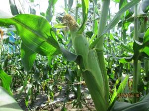 画像：収穫前のトウモロコシの写真（拡大画像へのリンク）