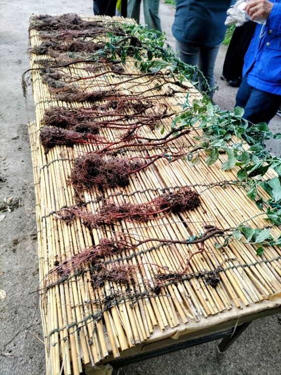 画像：見事に成長した紫根の写真