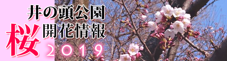 2019年の井の頭公園桜開花情報