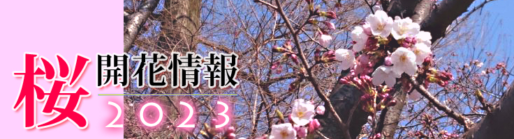 2023年の桜開花情報