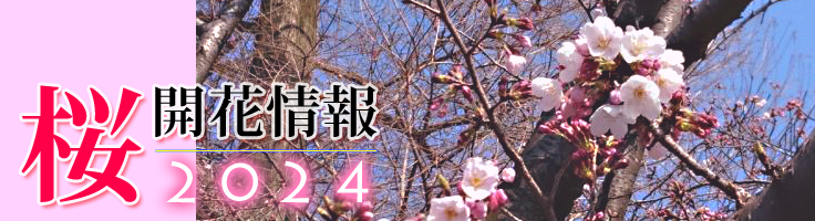2024年の桜開花情報