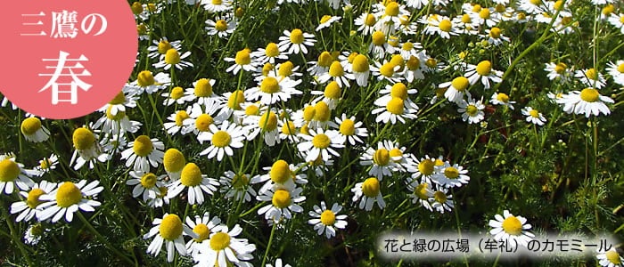 画像：花と緑の広場のカモミール