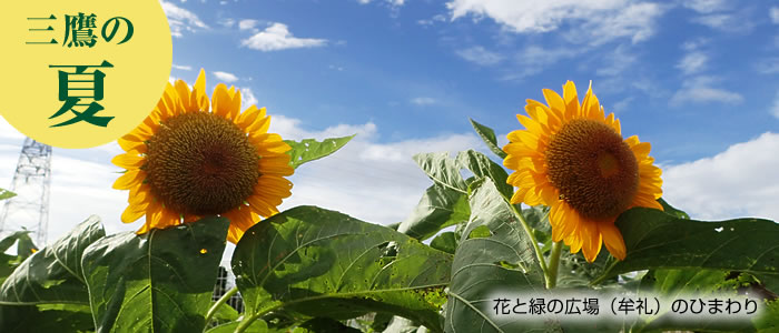 画像：花と緑の広場のひまわり