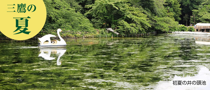 画像：初夏の井の頭池