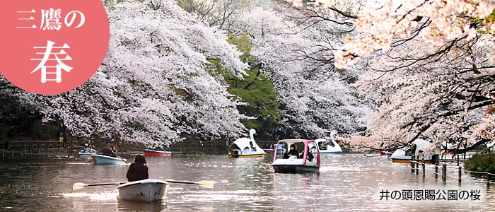 画像：井の頭恩賜公園の桜