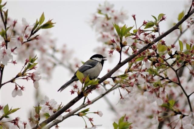 画像：シジュウカラ