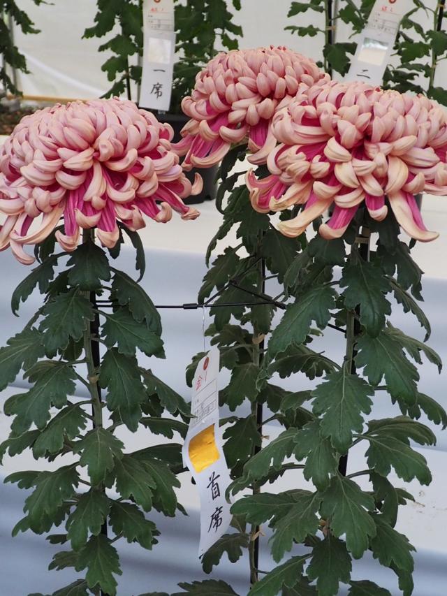 画像：菊花展文化祭賞の菊の写真