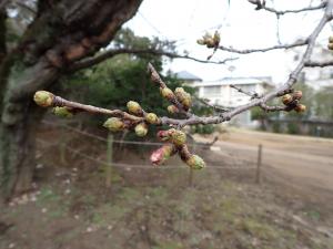 画像：三鷹台児童公園の桜の様子（3月18日）（拡大画像へのリンク）