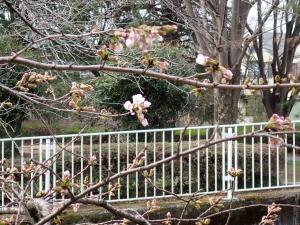 画像：仙川平和公園の桜の様子（3月18日）（拡大画像へのリンク）