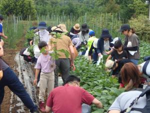 画像：指田さんの圃場で枝豆を収穫する様子の写真