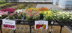 画像:海老澤さんの圃場の花の様子