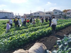 画像：大根とかぶを収穫している様子の写真