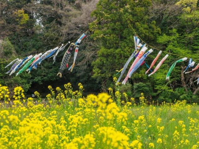 画像：新緑の中を元気に泳ぐこいのぼりの写真