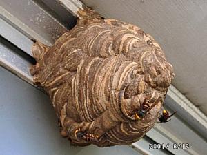 画像：コガタスズメバチの巣（拡大画像へのリンク）