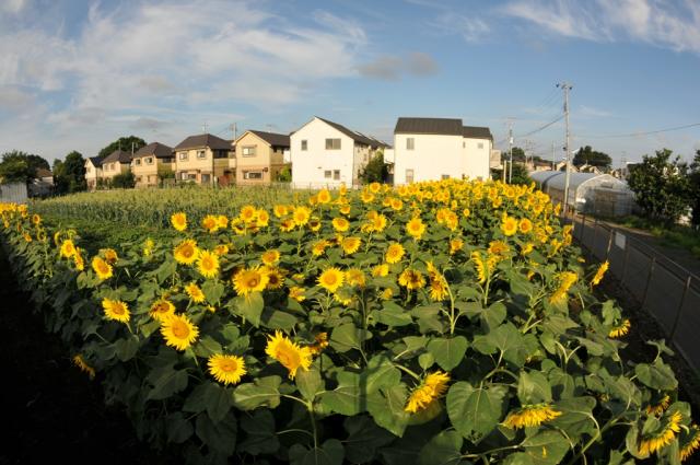 画像：写真:三鷹の農地の様子その1