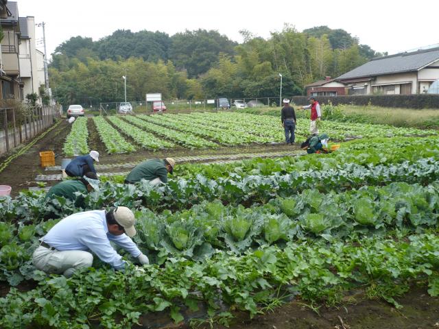 画像：写真:三鷹の農地の様子その2