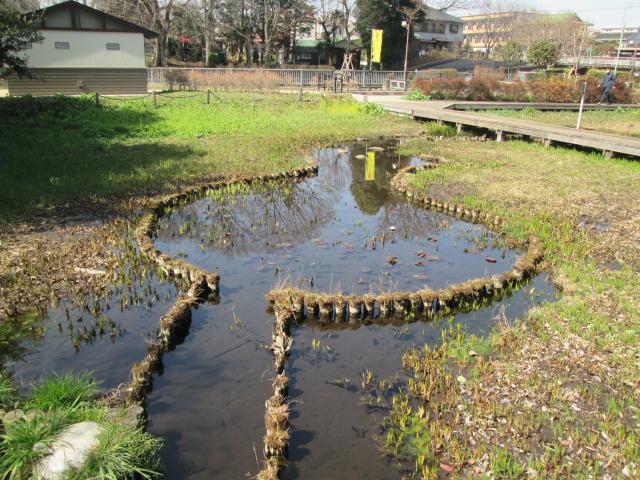 画像：写真：湿生花園風景