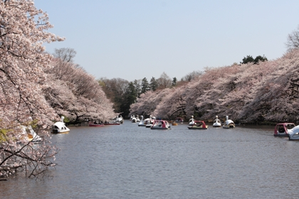 画像：井の頭池の桜