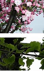 画像：写真：市の木いちょう・市の花はなかいどう