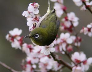 画像：メジロの写真（拡大画像へのリンク）