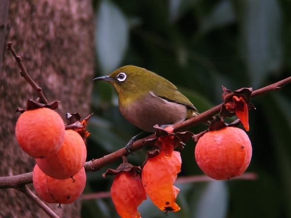 画像：写真：熟したカキの実を食べに来たメジロ