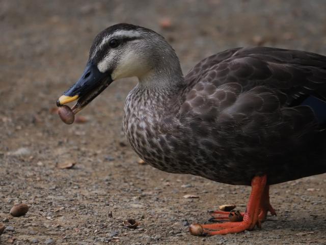 画像：ドングリを食べるカルガモ