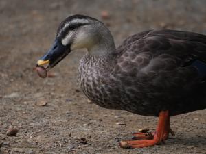 画像：ドングリを食べるカルガモ（拡大画像へのリンク）