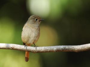 画像：ジョウビタキのメス（拡大画像へのリンク）