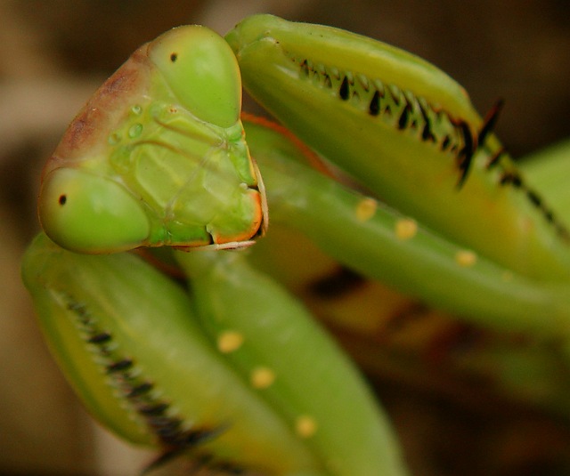 画像：威嚇ポーズのハラビロカマキリの写真