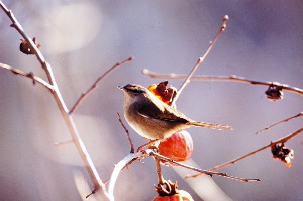 画像：写真：カキの実を食べに来たウグイス