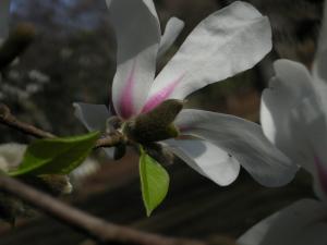 画像：写真：花の下に若葉が見られるコブシ（拡大画像へのリンク）