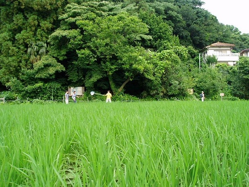 画像：写真：大沢の里で遊ぶ子どもたち