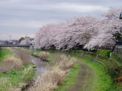 画像：写真：野川沿いの桜並木