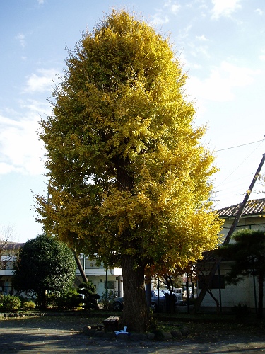 画像：写真：深大寺公園の大イチョウ