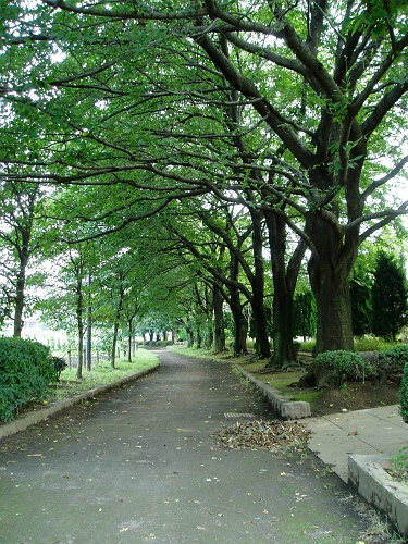 画像：写真：掘合遊歩道