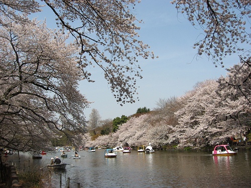 画像：写真：井の頭公園の桜